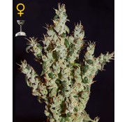 Semillas NL5 Haze Mist 